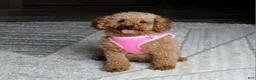 Toy Poodle dogs for sale: Tucker - Ad 12