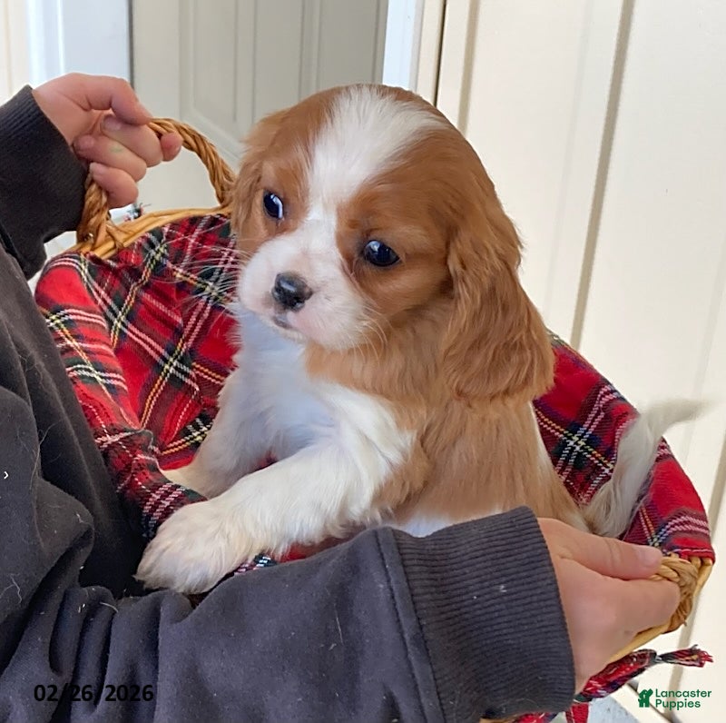 Cavalier King Charles Spaniel dogs Tulip - Ad 1