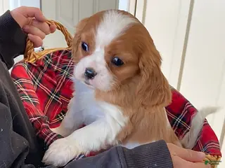 Cavalier King Charles Spaniel dogs for sale: Tulip - Ad 2