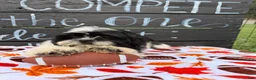 Shih Tzu dogs for sale: Shane Shih Tzu  - Ad 11