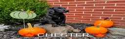 Labrador Retriever dogs for sale: CHESTER 🦴 - Ad 6