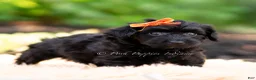 Yorkiepoo dogs for sale: Gus gus - Ad 5