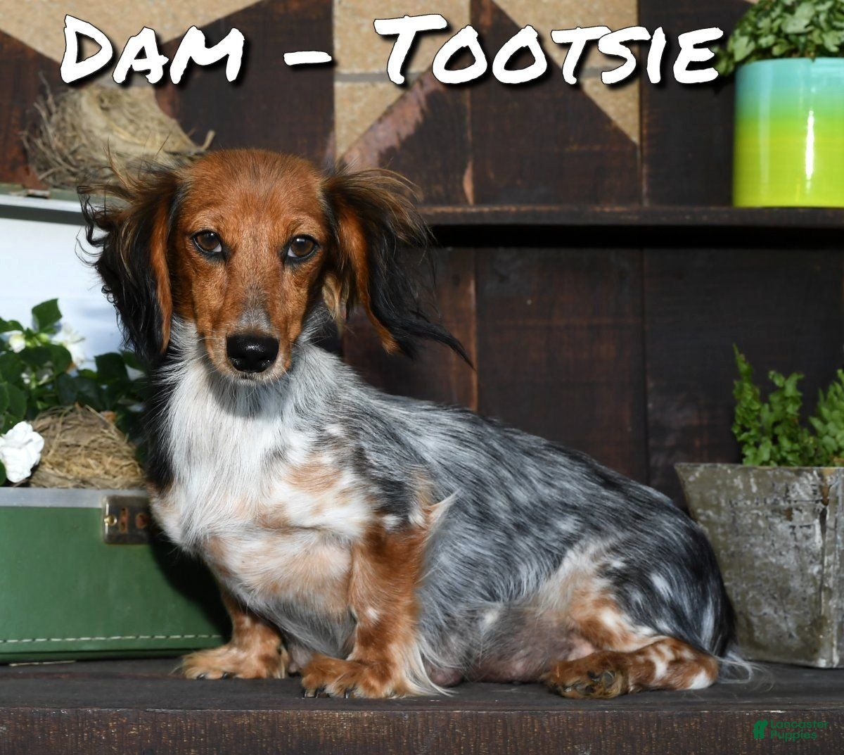 Tootsie