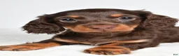 Miniature Dachshund dogs for sale: Shane  - Ad 3