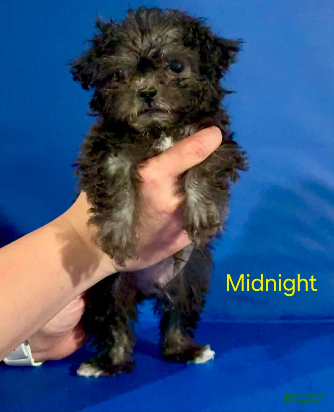 Mixed Breed dogs for sale: Midnight - Ad 8