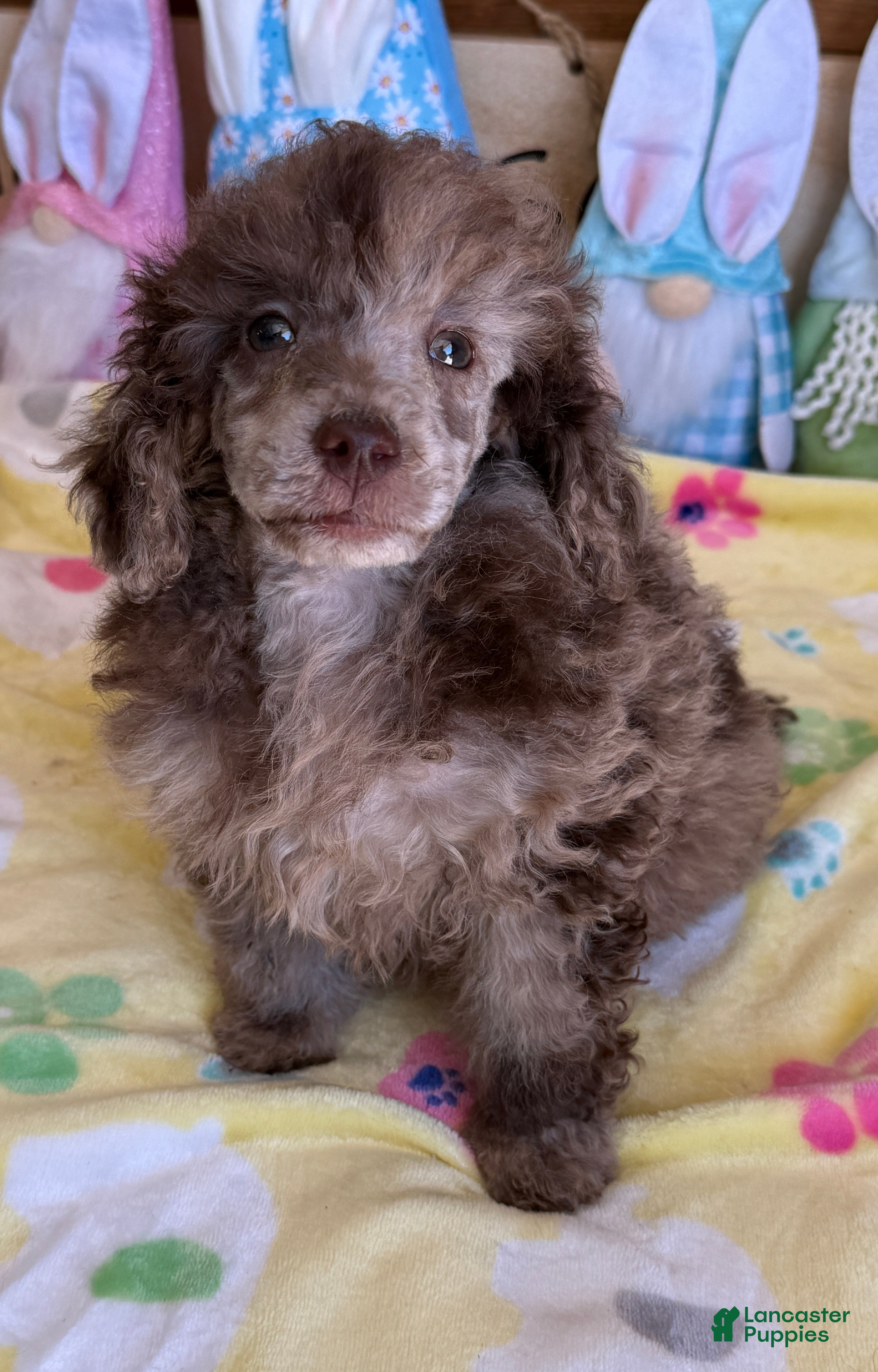 Miniature Poodle dogs Speckles - Ad 9
