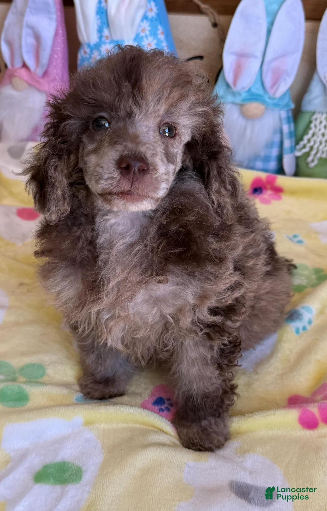 Miniature Poodle dogs for sale: Speckles - Ad 1