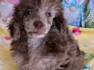 Miniature Poodle dogs Speckles - Ad 9