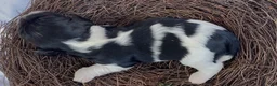 Mixed Breed dogs for sale: Zoë - Ad 2