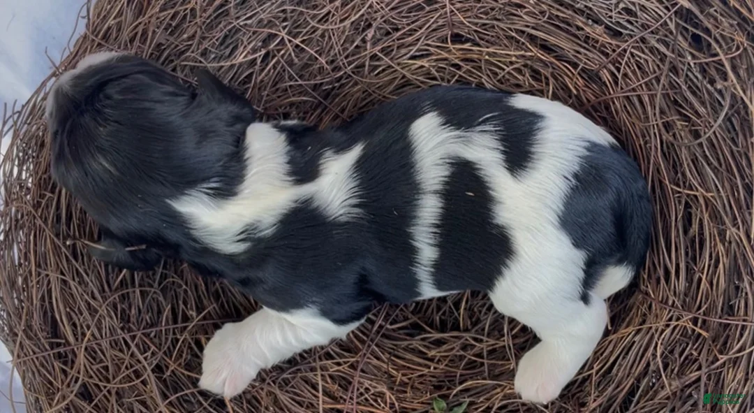Mixed Breed dogs for sale: Zoë - Ad 2