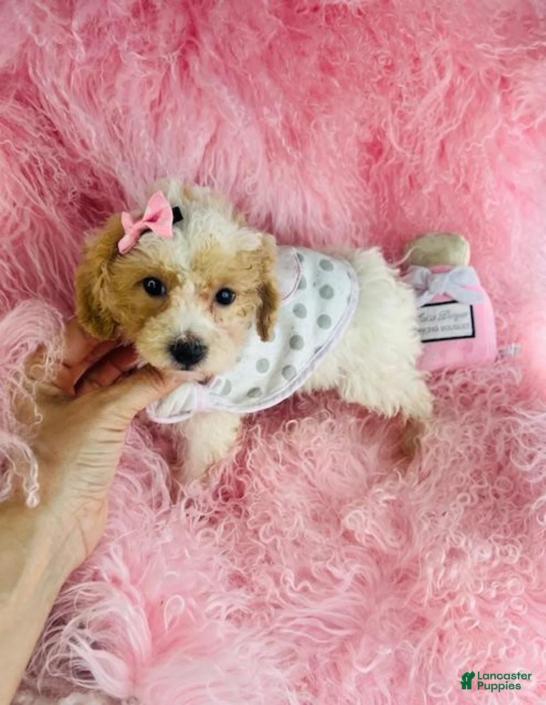 Toy Poodle dogs for sale: Toy Poodle Puppy 1 - Ad 3