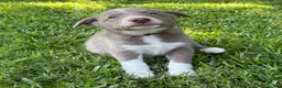 Border Collie dogs for sale: Lilac- short hair - Ad 3