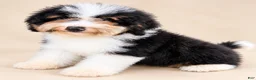 Mini Bernedoodle dogs for sale: Reese-Mini Bernedoodle female tri color  - Ad 8