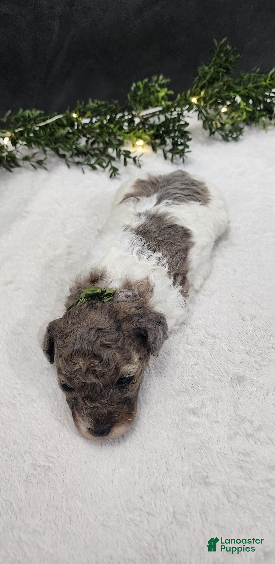 Miniature Poodle dogs for sale: Charlie  - Ad 2