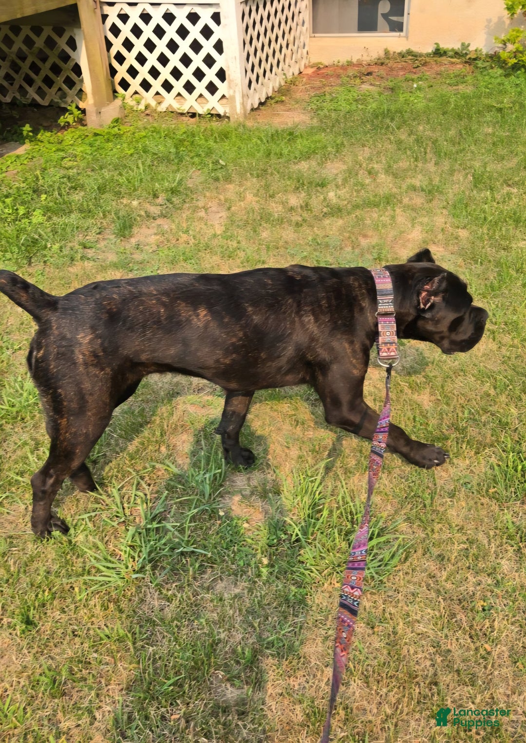 Cane Corso dogs for sale: Cane Corso Puppy 1 - Ad 11