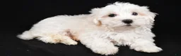Maltese dogs for sale: Cody - Ad 9