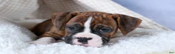 Boxer dogs for sale: Scarlett  - Ad 5