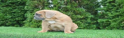 English Bulldog dogs for sale: Debbi - Ad 6