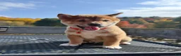 Shiba Inu dogs for sale: 🩷 Wendi 🩷 - Ad 9