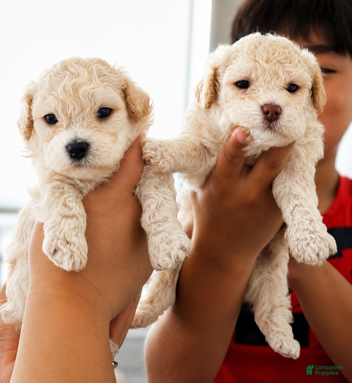 Bichpoo dogs Bichpoo 4 - Ad 14