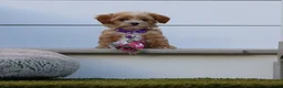 Havapoo dogs for sale: Julliet 🌷 Toy Size - Ad 12