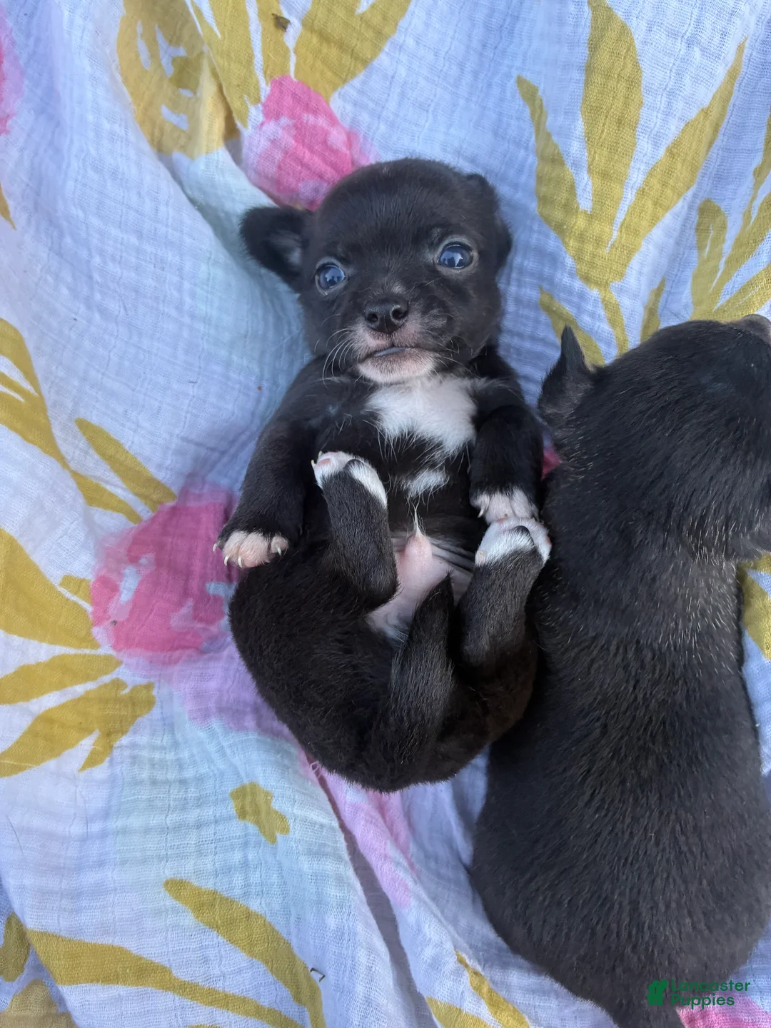Chihuahua dogs for sale: Poppy  - Ad 1