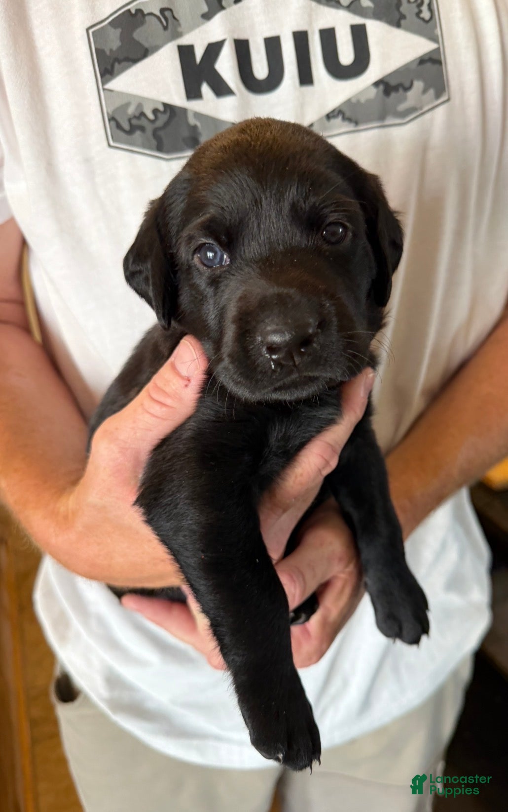 Labrador Retriever dogs Black Labrador Retriever 1 - Brown Collar - Ad 1