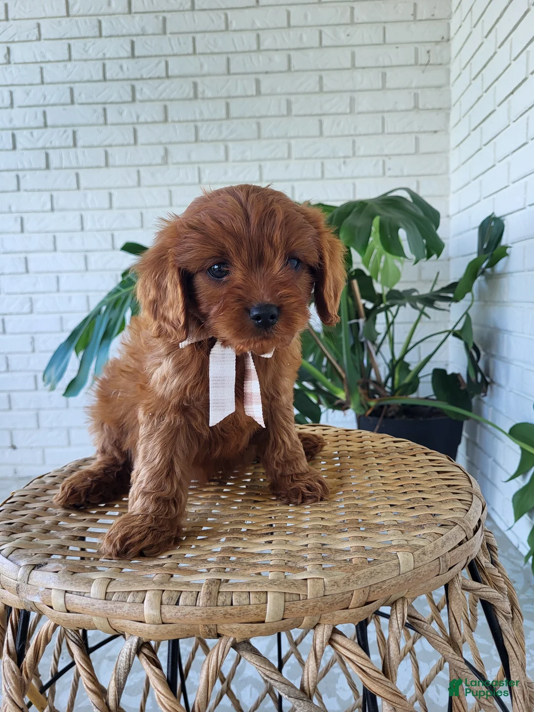 Cavapoo dogs for sale: Jack - Ad 5