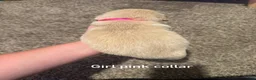Golden Retriever dogs for sale: Pink collar Golden Retriever 6 - Ad 2