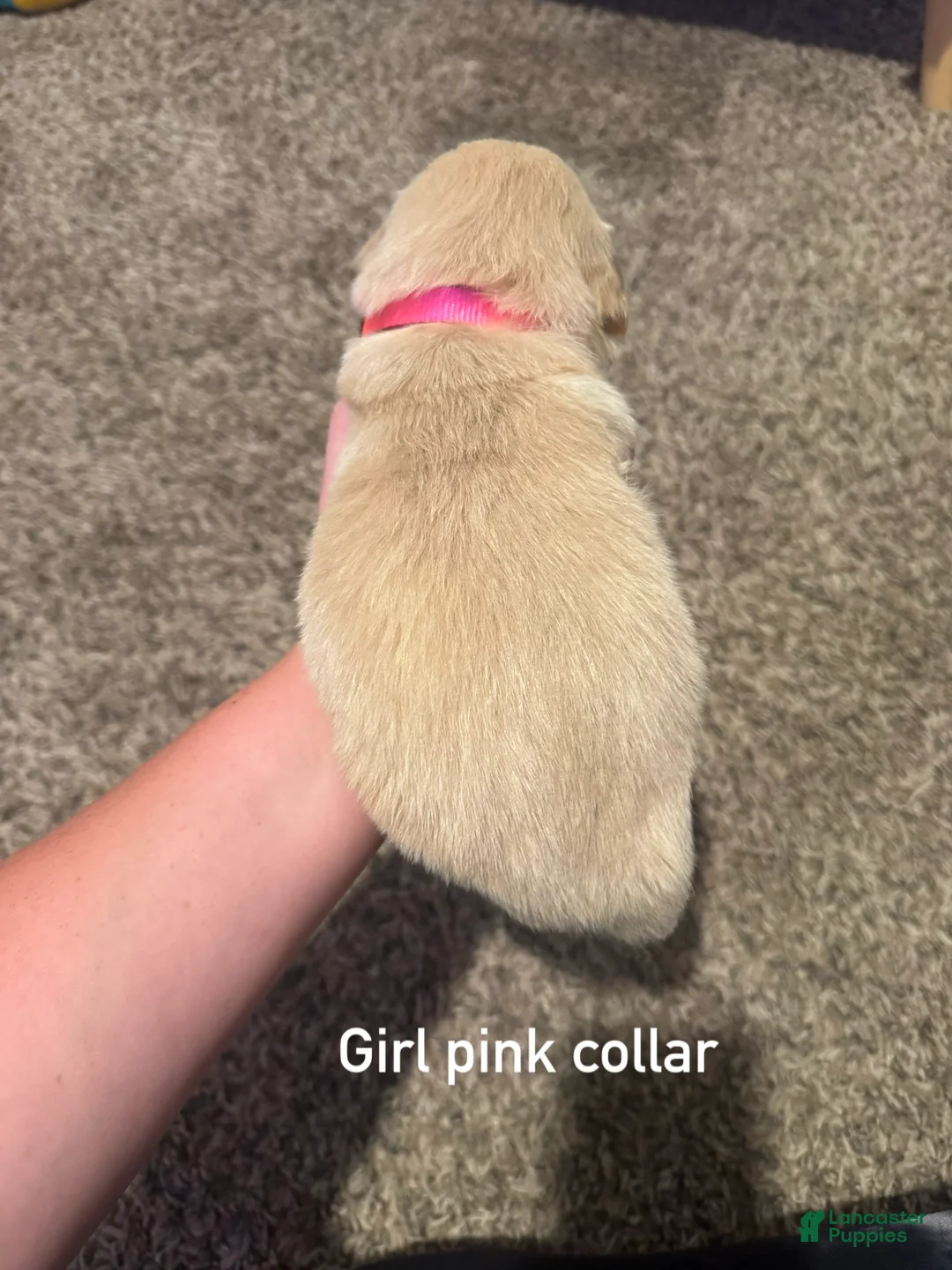 Golden Retriever dogs for sale: Pink collar Golden Retriever 6 - Ad 2