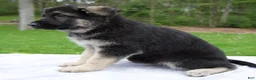 German Shepherd dogs for sale: Iris - Ad 3