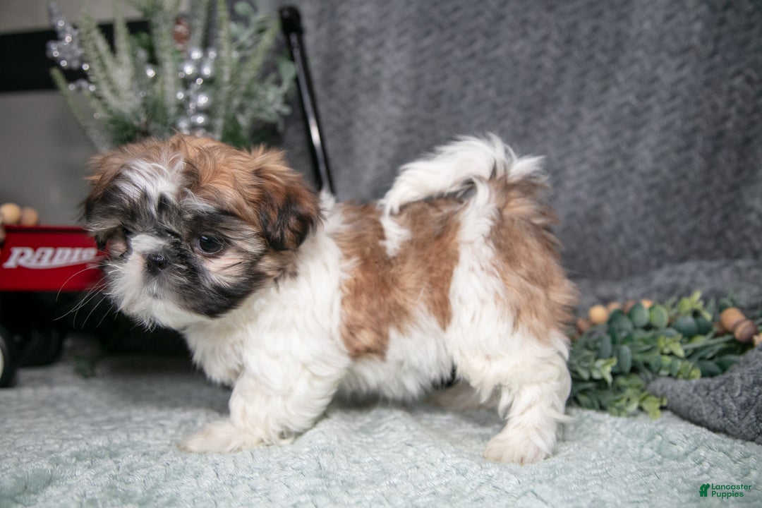 Shih Tzu dogs for sale: Prissy - Ad 3