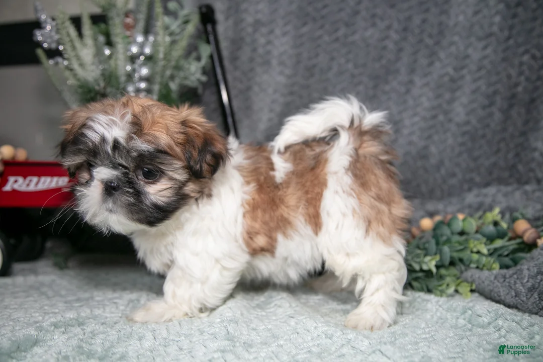 Shih Tzu dogs for sale: Prissy - Ad 3