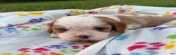 Cavalier King Charles Spaniel dogs for sale: Joshua Cavalier King Charles Spaniel  - Ad 2