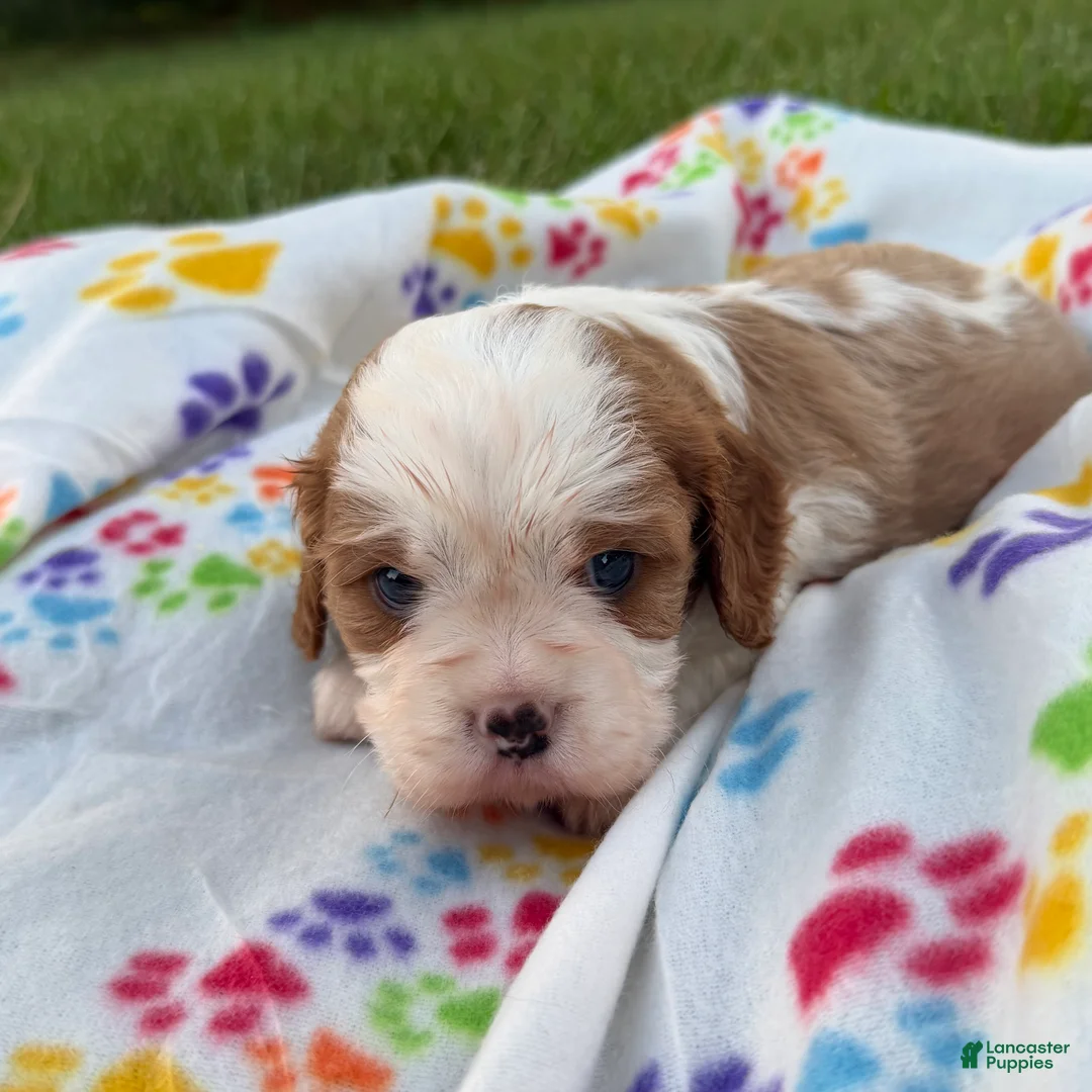 Cavalier King Charles Spaniel dogs for sale: Joshua Cavalier King Charles Spaniel  - Ad 2