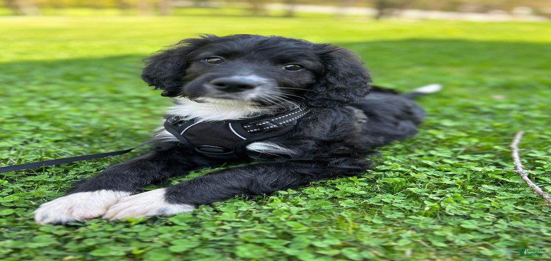 Gallery Image {{count}}