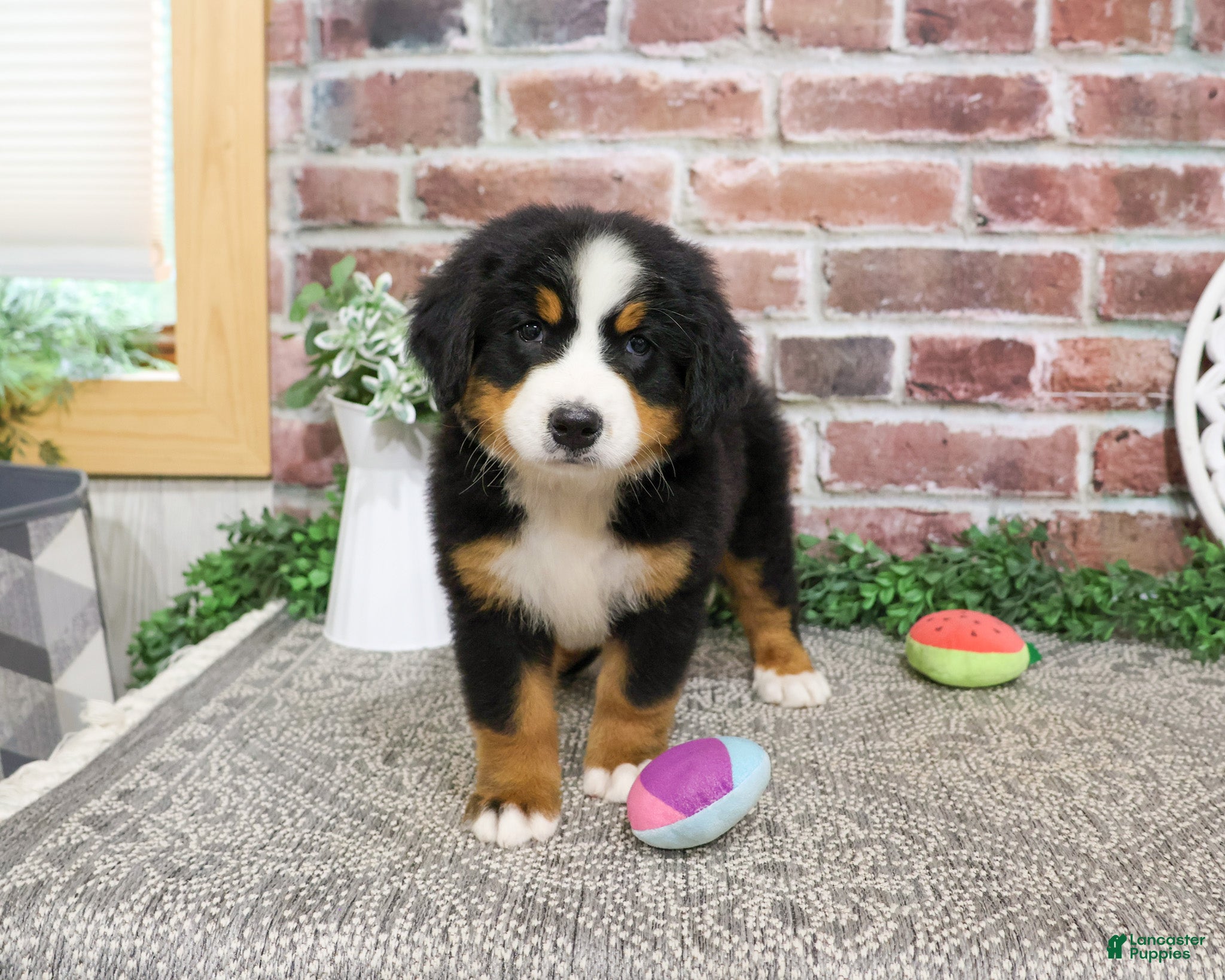 Bernese Mountain Dog dogs Liberty - Ad 30