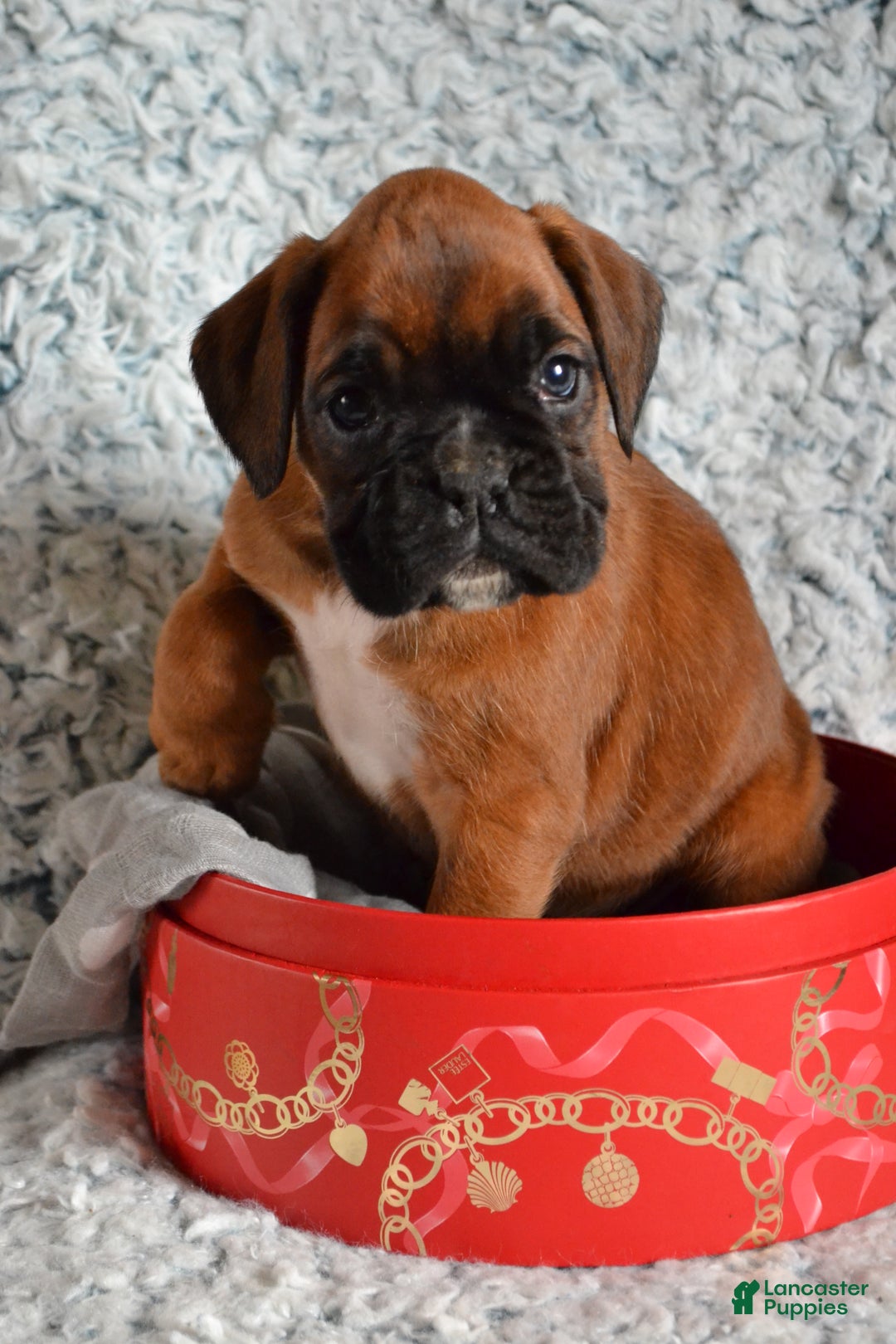 Boxer dogs for sale: Riley - Ad 4