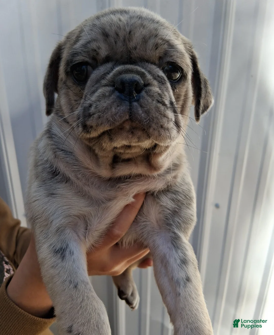Pug dogs for sale: Darla - Ad 1