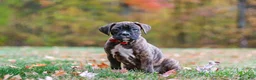 Boxer dogs for sale: Miles - Ad 6