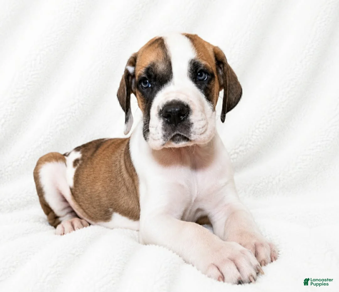 Great Dane dogs for sale: Pepin  - Ad 2