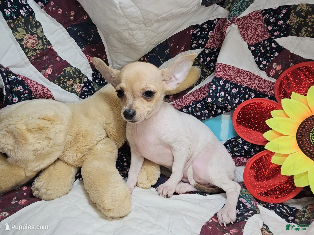 Chihuahua dogs for sale: Leyla Female  - Ad 1