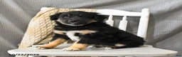 Miniature Australian Shepherd dogs for sale: Lady - Ad 4