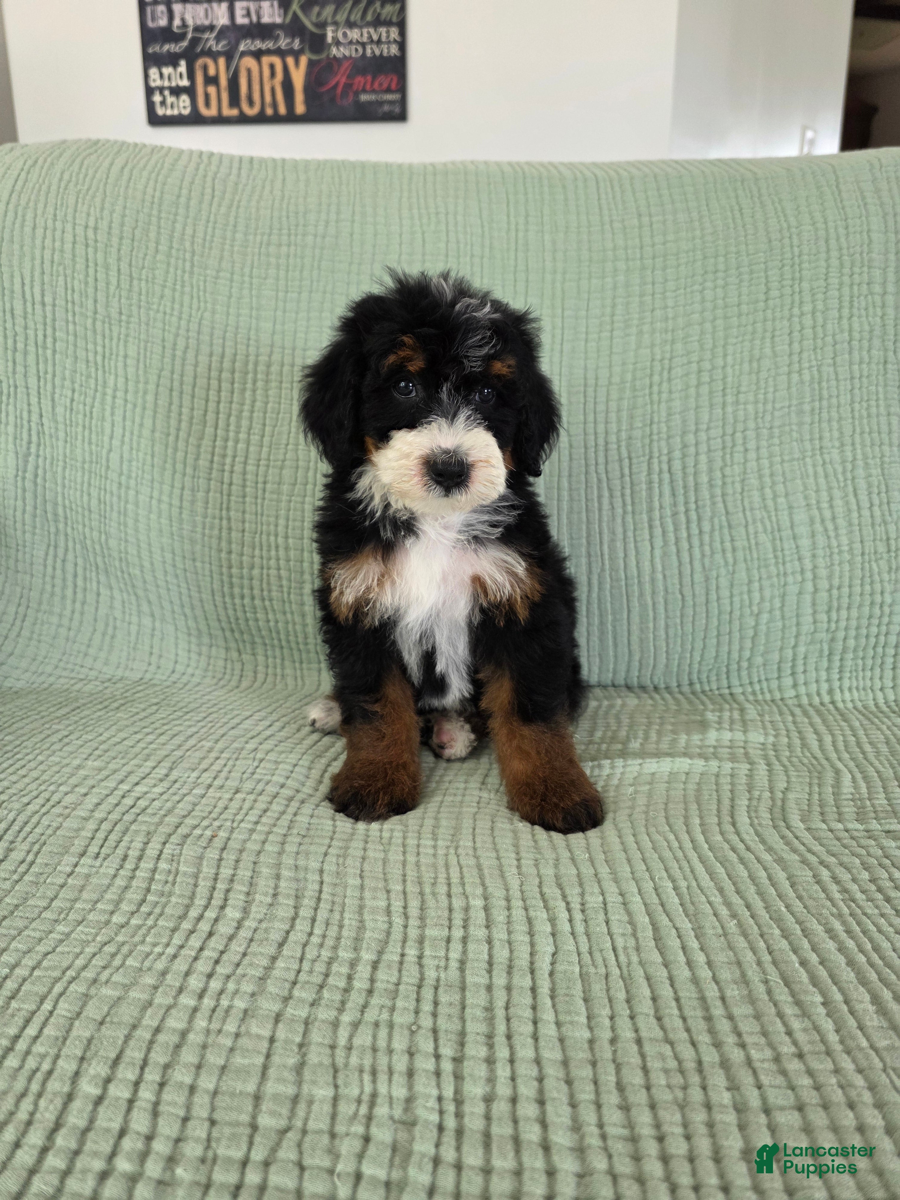 Bernedoodle dogs Amelia - Ad 1