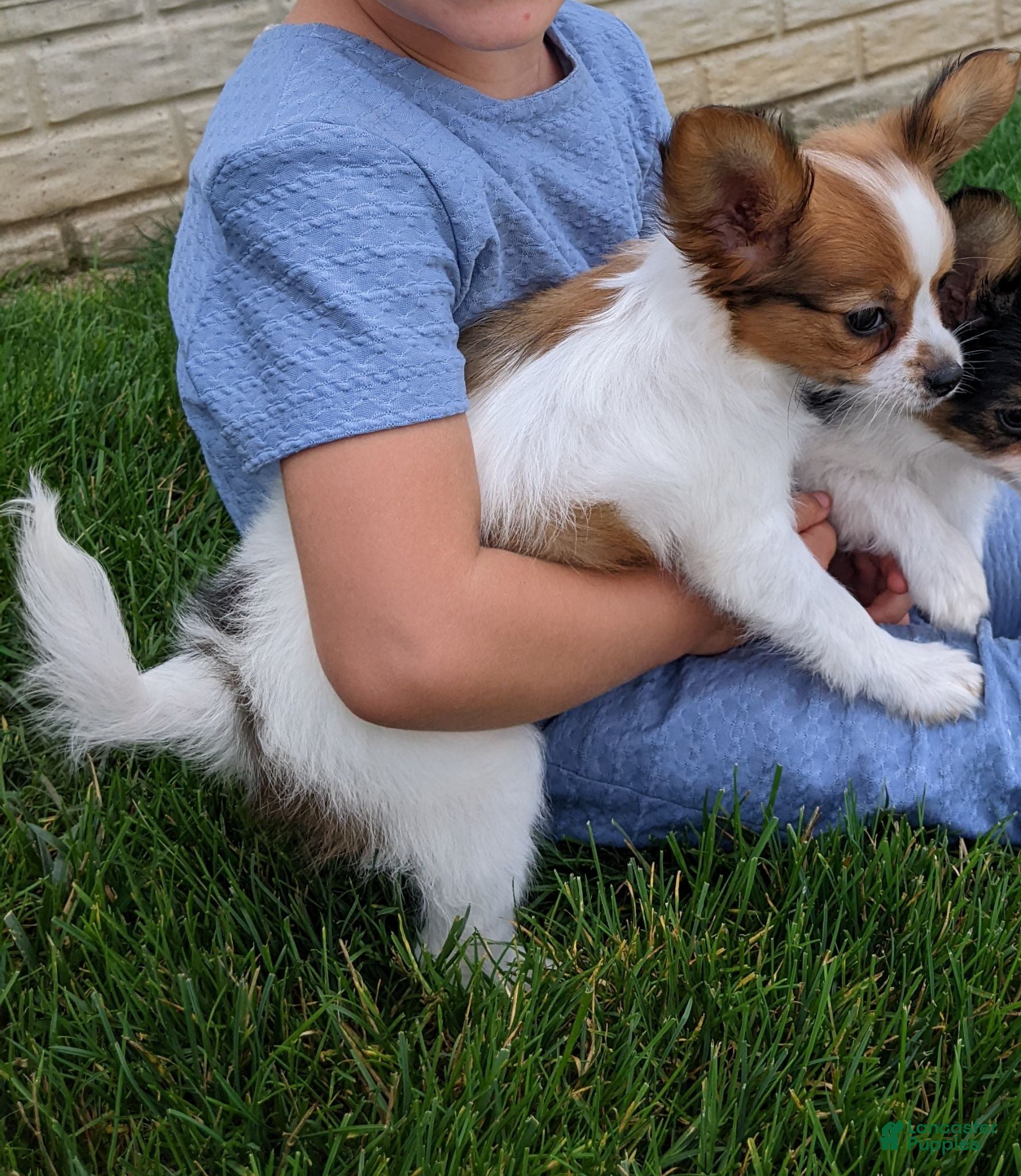 Papillon dogs Papillon 1 - Ad 1
