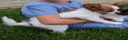 Papillon dogs for sale: Papillon 1 - Ad 1