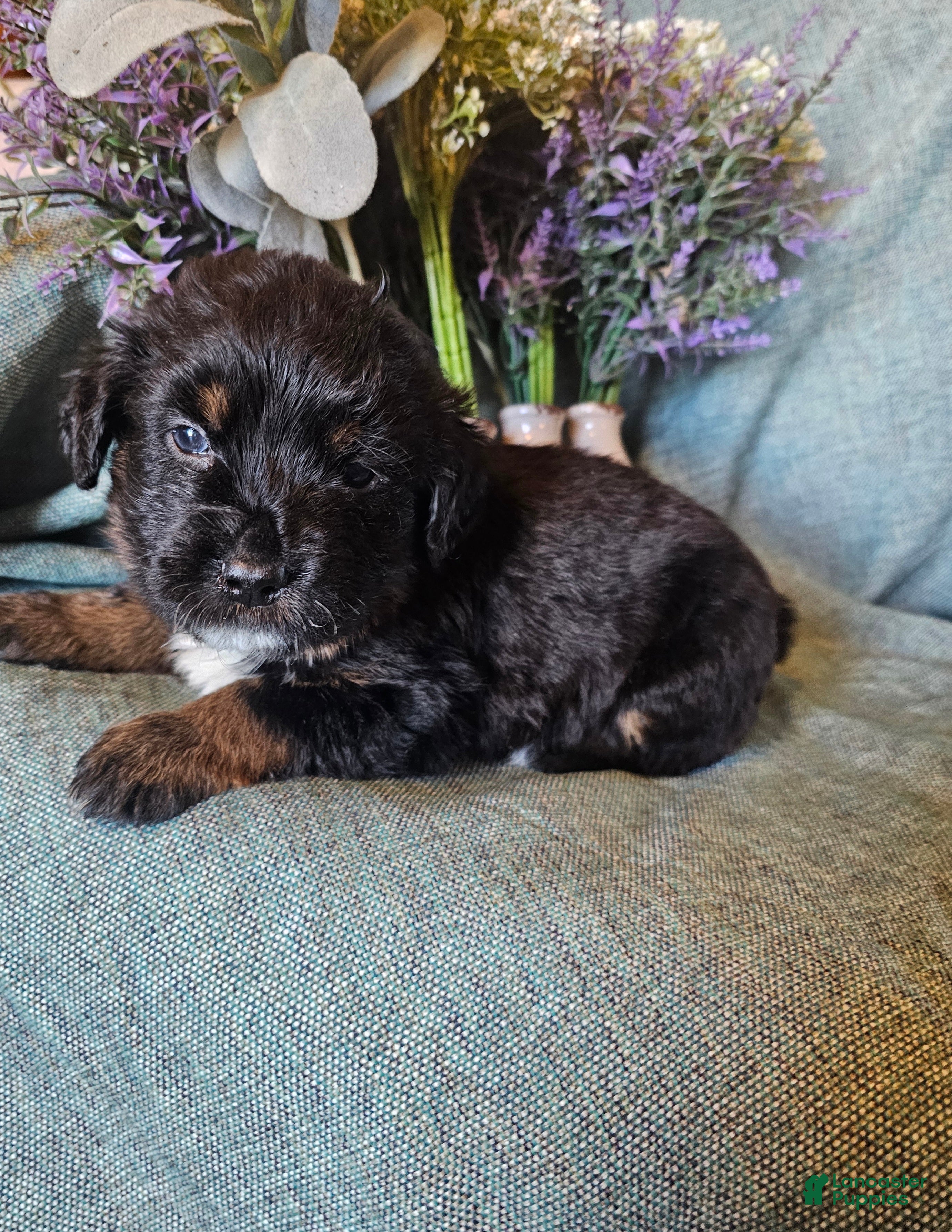 Mixed Breed dogs Fern - Ad 1
