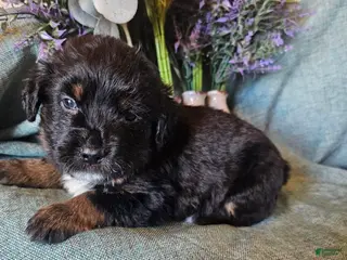 Mixed Breed dogs for sale: Fern - Ad 4