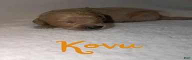 Kovu