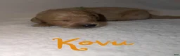 Goldendoodle dogs for sale: Kovu - Ad 1
